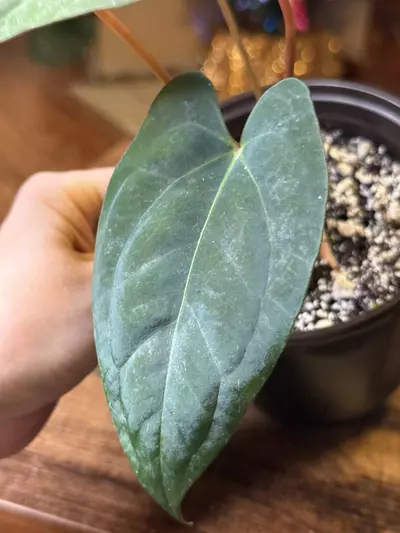 plant/A. (Pap x One) x Dark Phoenix #9-4-thumbnail