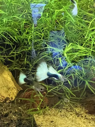 plant/Half black/blue Guppy trio-0-thumbnail