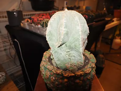 plant/Lump of Coal - Christmas Collection-3-thumbnail