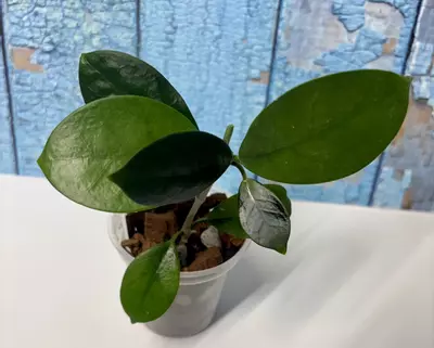 plant/Hoya Australis-3-thumbnail