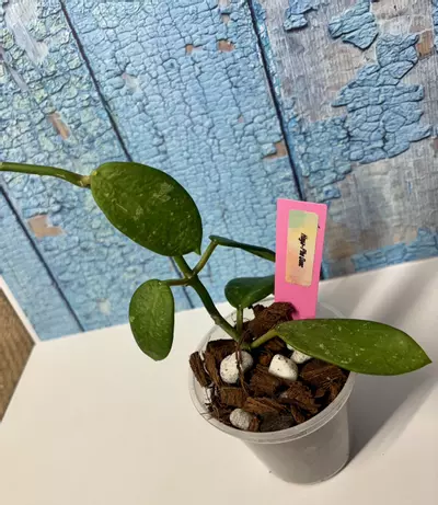 plant/Hoya Phu Quoc-4-thumbnail