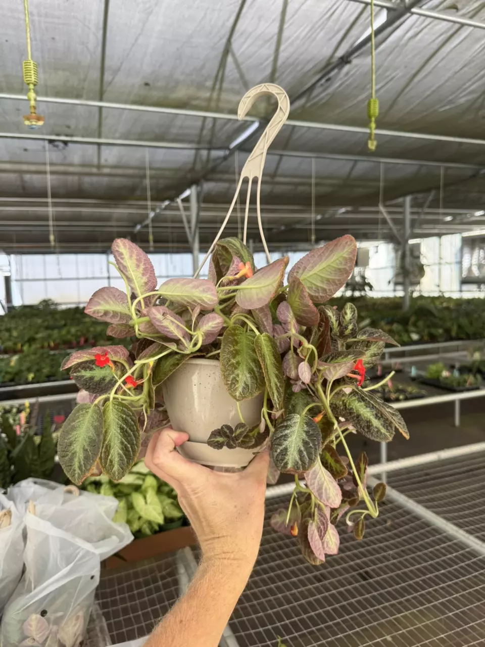 plant/Episcia silver sheen hanging basket 6” pot growers choice-6