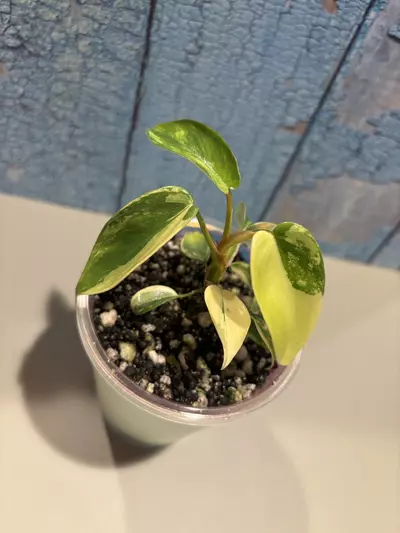 plant/Philodendron Florida Beauty-0-thumbnail