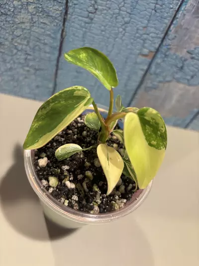 plant/Philodendron Florida Beauty-2-thumbnail