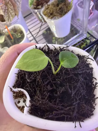 plant/Anthurium DressX x Red Crystal-3-thumbnail