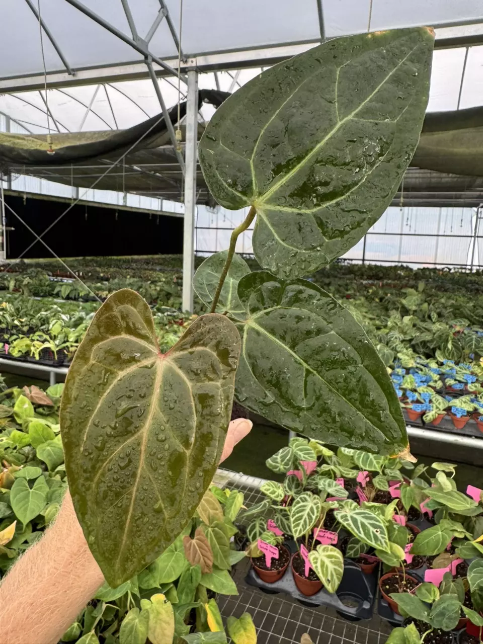 plant/Seed grown anthurium KOS X (red crystallinum x debilum) starter plant growers ch-1