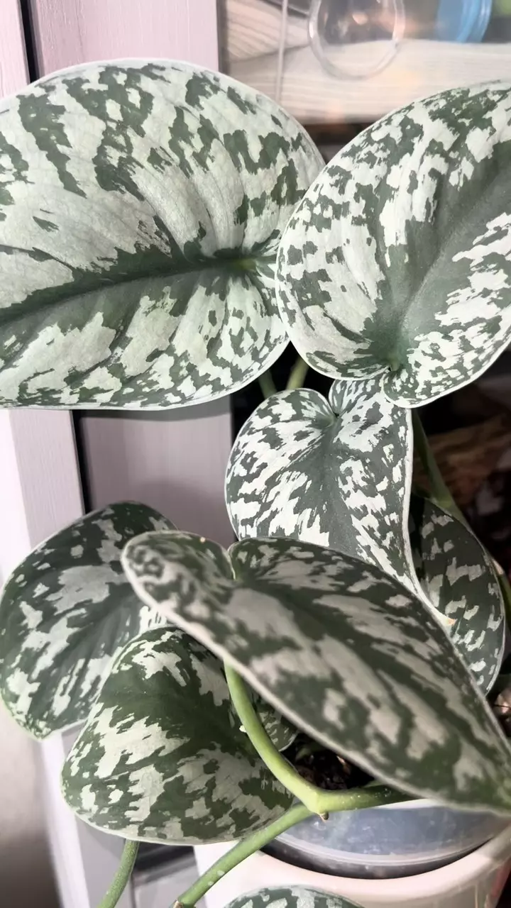 plant/Scindapsus exotica ‘dapple dude’-1