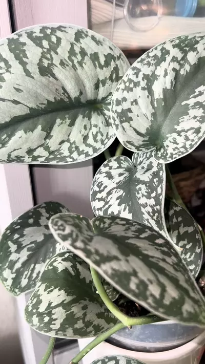 plant/Scindapsus exotica ‘dapple dude’-1-thumbnail