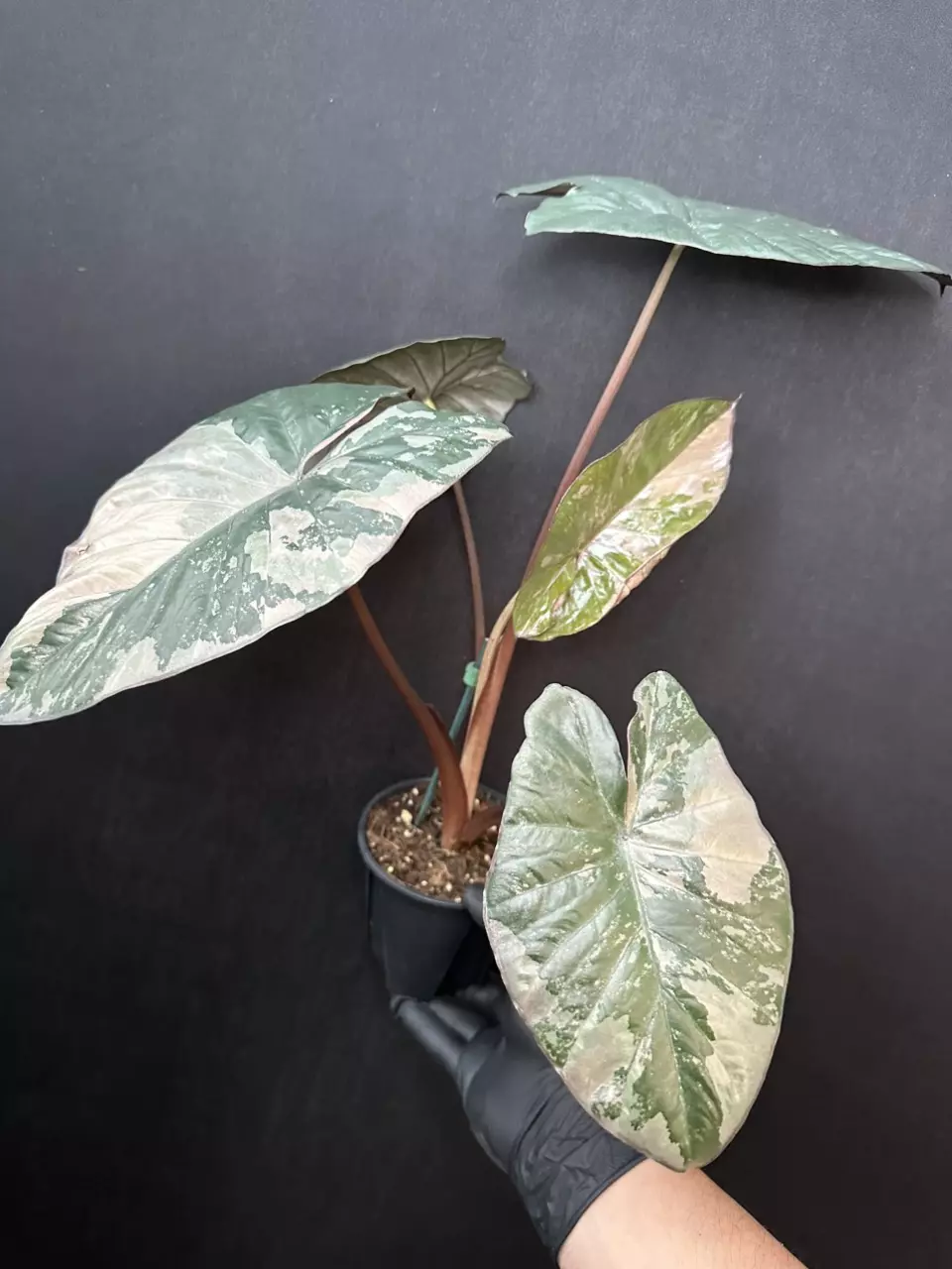 plant/Alocasia Serendipity Pink *Exact Plant-0