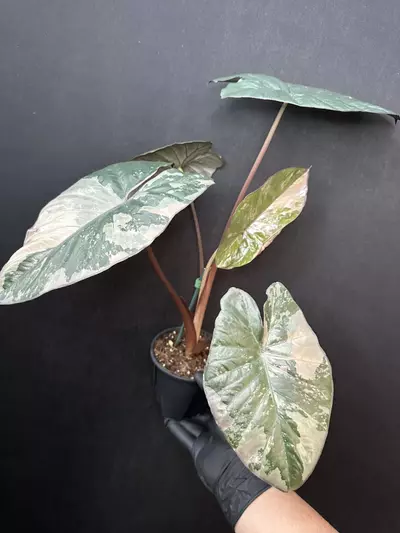 plant/Alocasia Serendipity Pink *Exact Plant-0-thumbnail