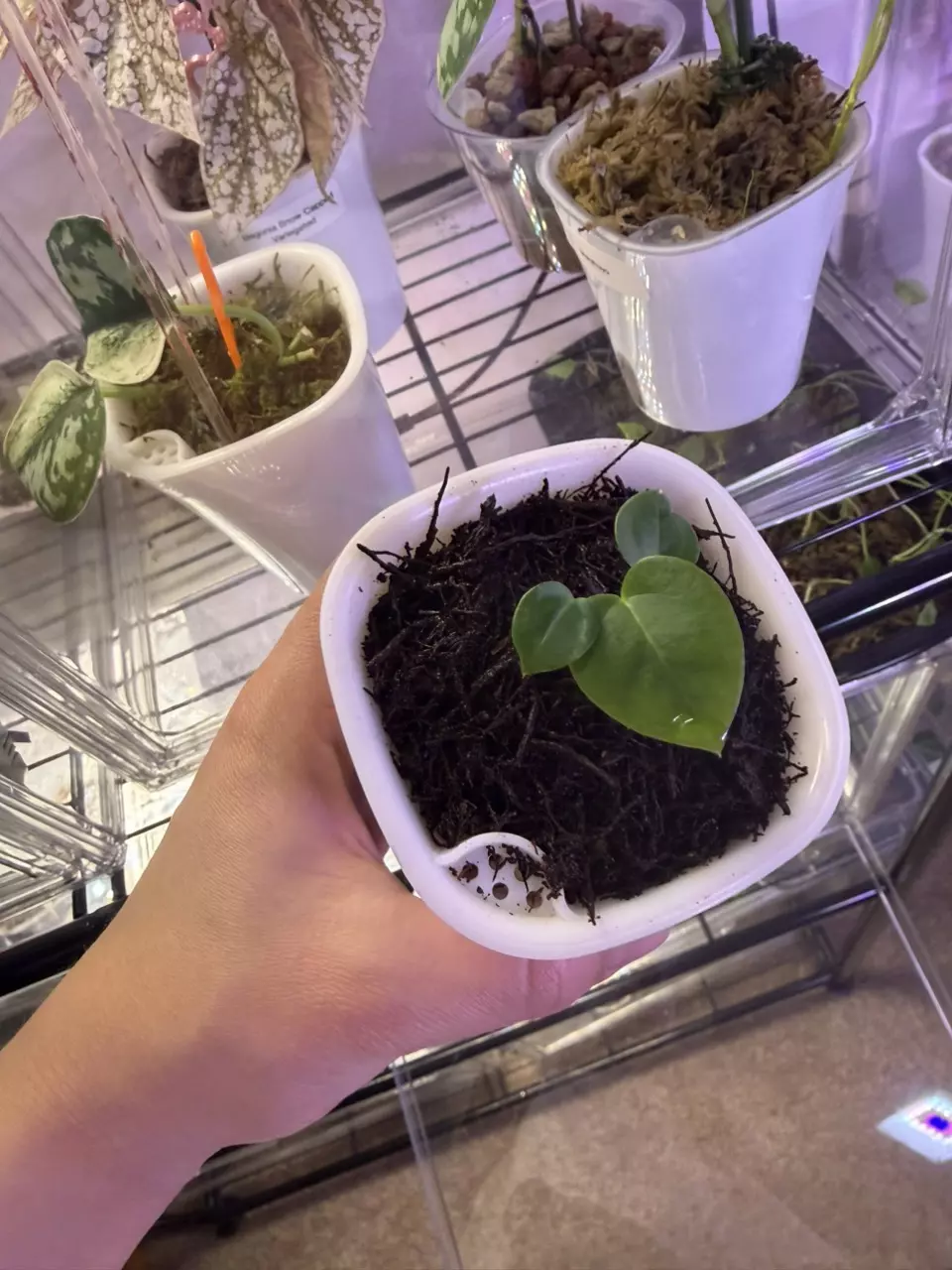 plant/Anthrium Kuna x (Brielle x Red Crystal)-1