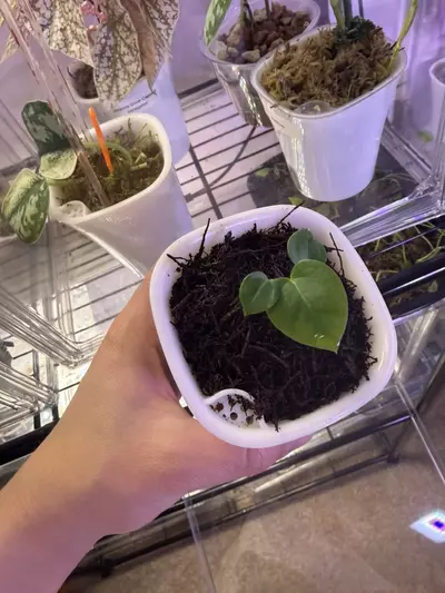 plant/Anthrium Kuna x (Brielle x Red Crystal)-1-thumbnail