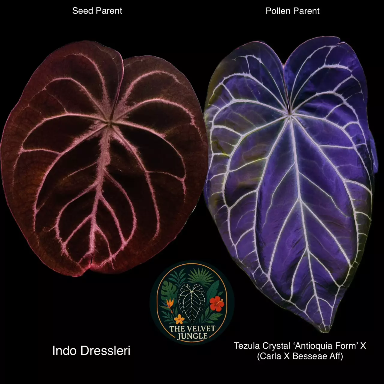 plant/Indo Dressleri X (Tezula Crystal x Carla Bess)-2