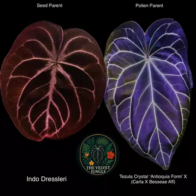 plant/Indo Dressleri X (Tezula Crystal x Carla Bess)-2-thumbnail