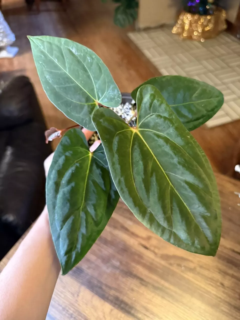 plant/A. (Pap x One) x Dark Phoenix #9-0