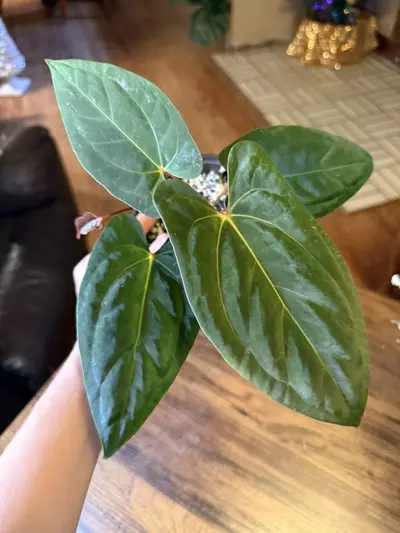 plant/A. (Pap x One) x Dark Phoenix #9-0-thumbnail