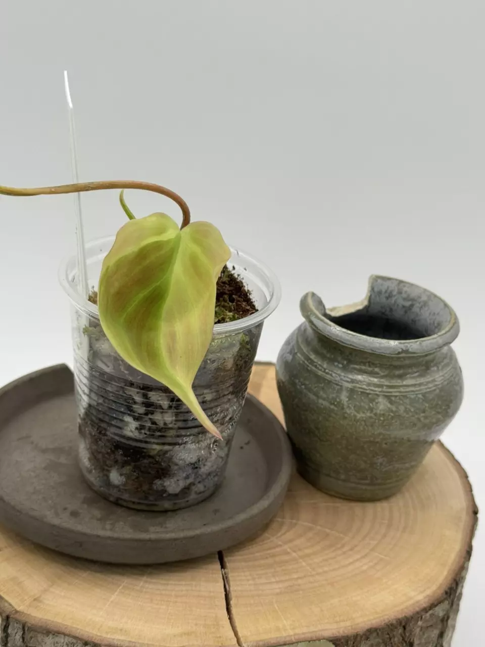 plant/VMF-4 Variegated Micans Ferrari-1