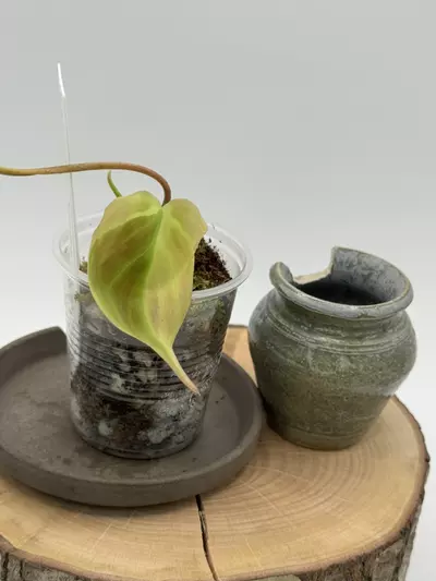 plant/VMF-4 Variegated Micans Ferrari-1-thumbnail