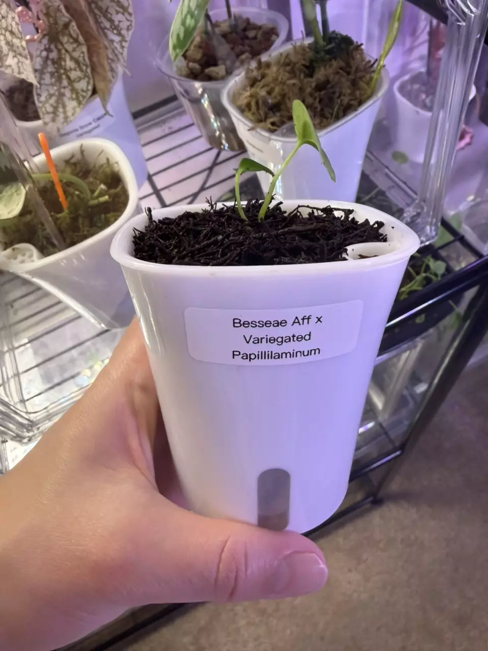 plant/Anthurium Besseae Aff x Variegated Papillilaminum-0