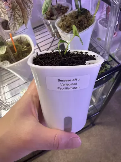 plant/Anthurium Besseae Aff x Variegated Papillilaminum-0-thumbnail