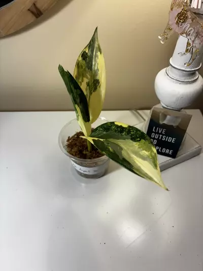 plant/Aglaonema Manila’s Pride-2-thumbnail