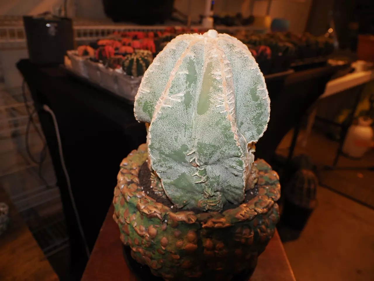 plant/Lump of Coal - Christmas Collection-4