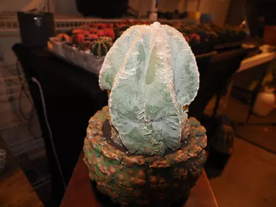 plant/Lump of Coal - Christmas Collection-4-thumbnail