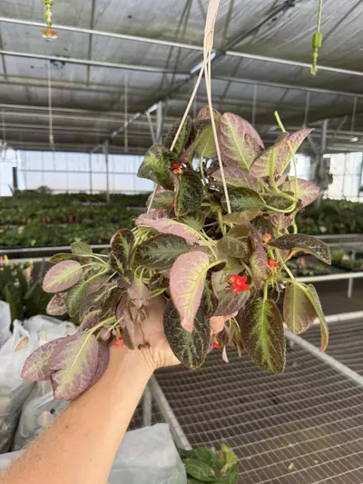 plant/Episcia silver sheen hanging basket 6” pot growers choice-4-thumbnail