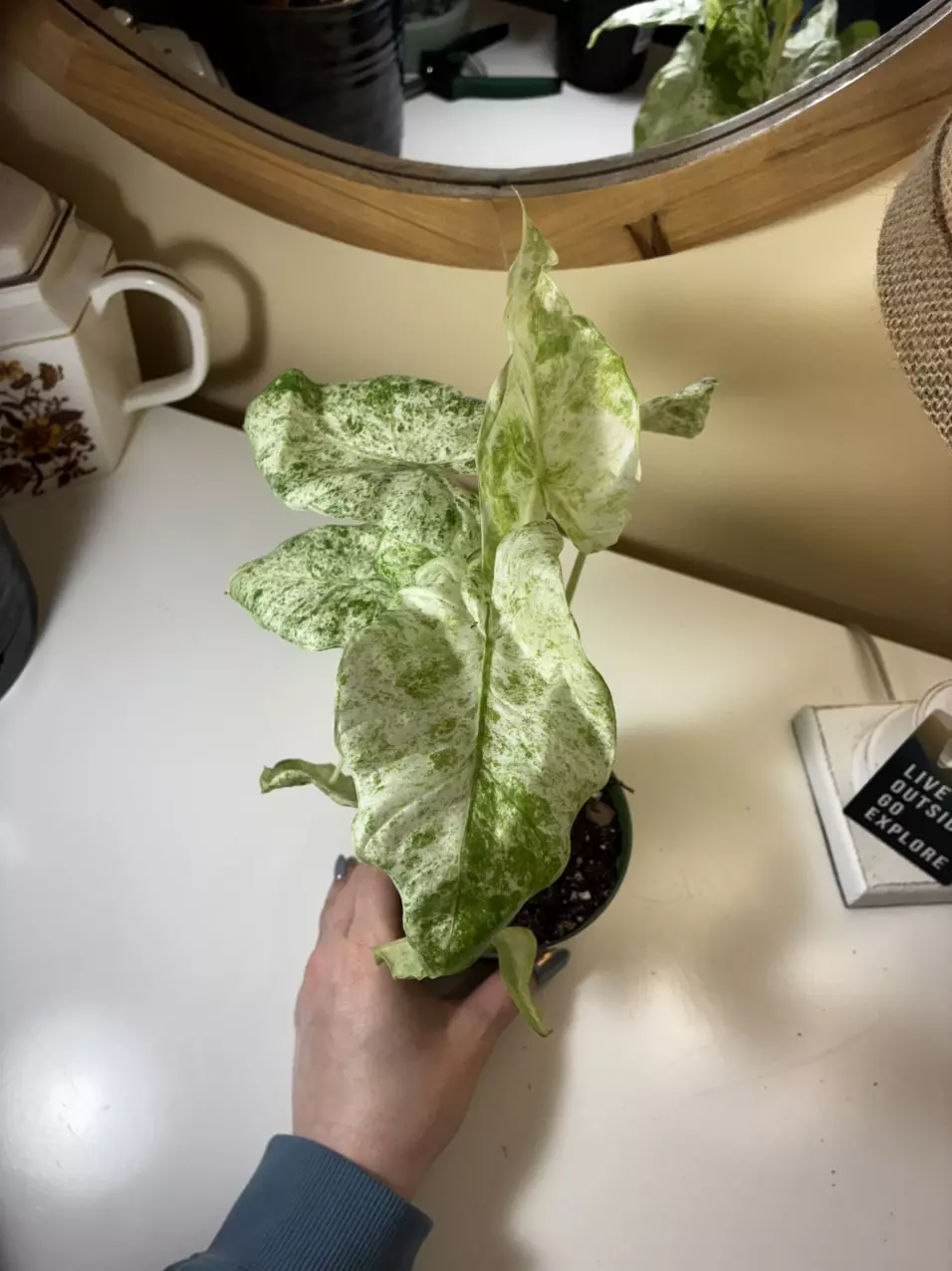 plant/Alocasia Blizzard-3