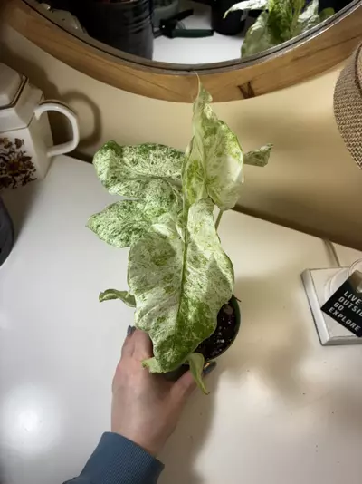 plant/Alocasia Blizzard-3-thumbnail