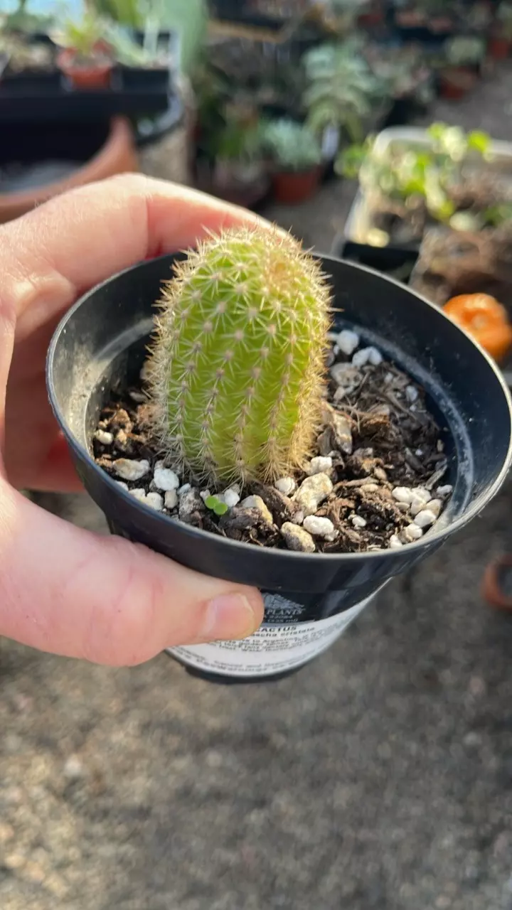 plant/Echinopsis 3”-0