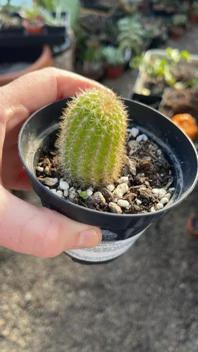 plant/Echinopsis 3”-0-thumbnail