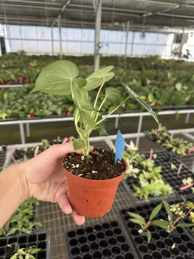 plant/Anthurium silver tiger x clarinervium 4” pot growers choice-5-thumbnail