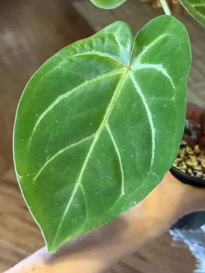 plant/A. Red Spider x Red Mag #8-3-thumbnail