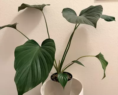 plant/Homalomena Black-0-thumbnail