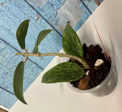 plant/Hoya Rangan Splash-2-thumbnail