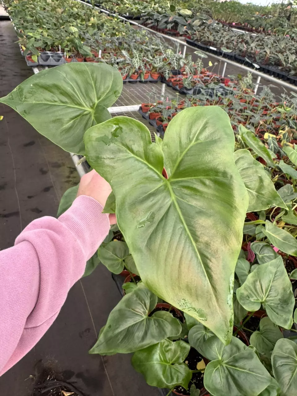 plant/Philodendron selloum x Goeldii (African fantasy) 4” pot growers choice-0