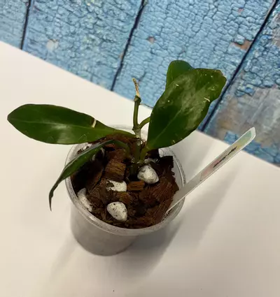 plant/Hoya Sunrise-2-thumbnail