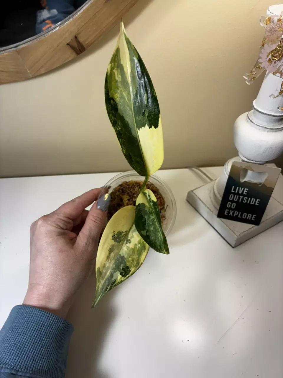 plant/Aglaonema Manila’s Pride-1