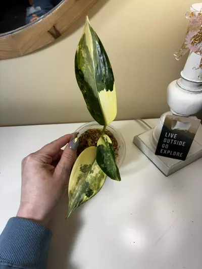plant/Aglaonema Manila’s Pride-1-thumbnail