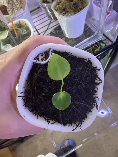 plant/Anthurium DressX x Red Crystal-4-thumbnail