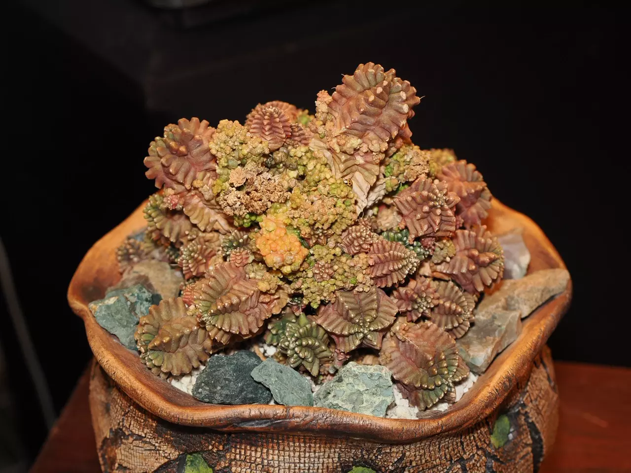 plant/All I Want for Christmas Is a T-Rex - Christmas Collection-1