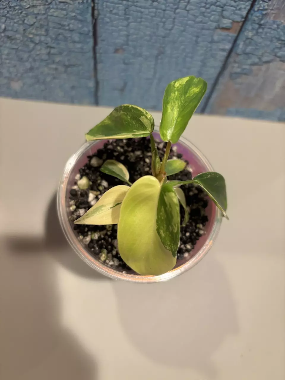 plant/Philodendron Florida Beauty-5