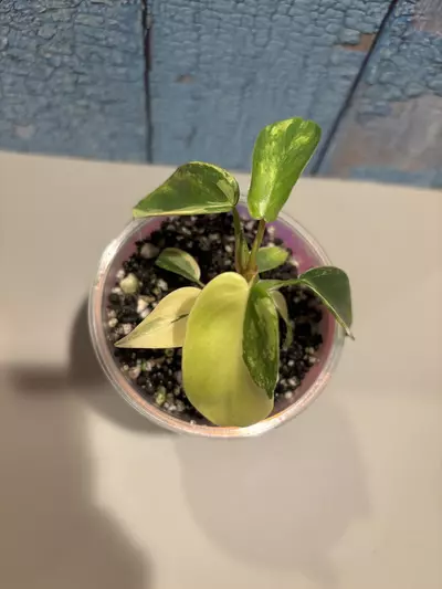 plant/Philodendron Florida Beauty-5-thumbnail