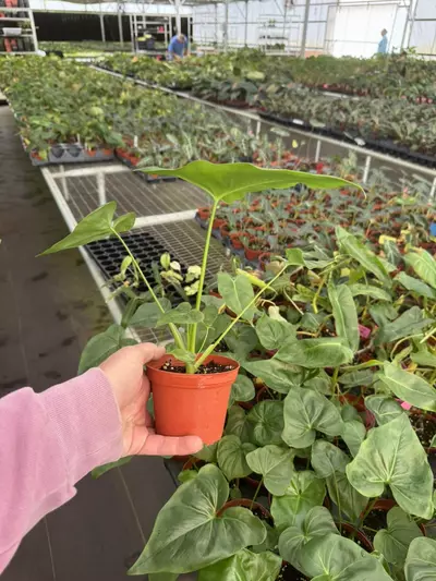 plant/Philodendron selloum x Goeldii (African fantasy) 4” pot growers choice-6-thumbnail