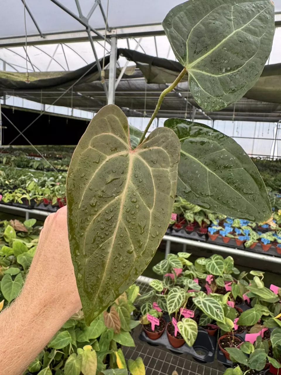 plant/Seed grown anthurium KOS X (red crystallinum x debilum) starter plant growers ch-0