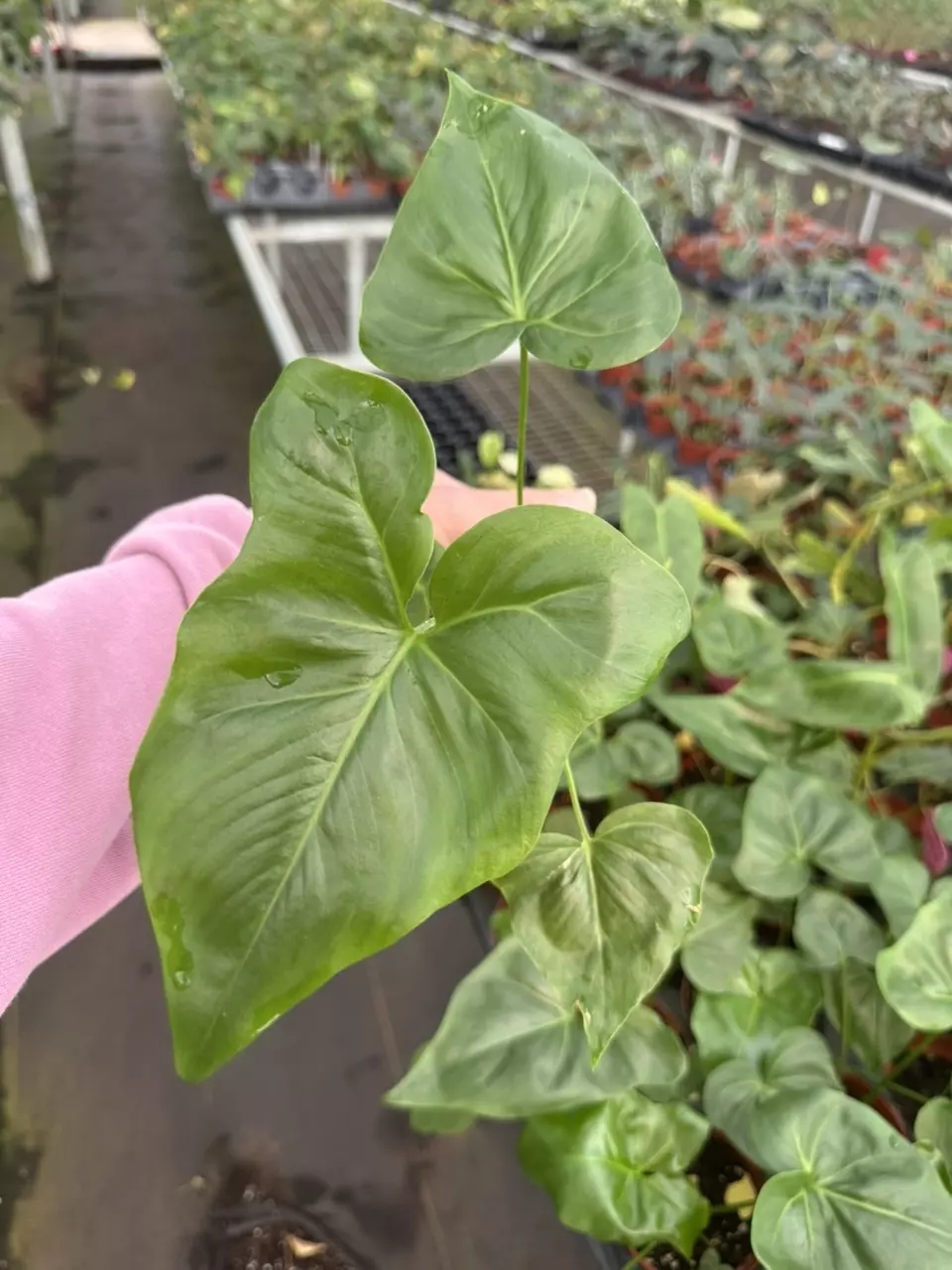 plant/Philodendron selloum x Goeldii (African fantasy) 4” pot growers choice-1