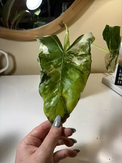 plant/Alocasia Appaloosa Gold-0-thumbnail