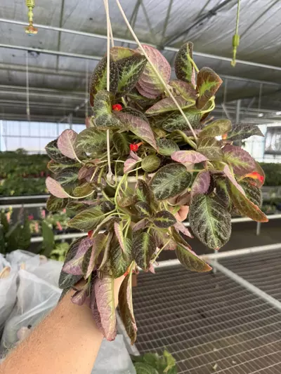 plant/Episcia silver sheen hanging basket 6” pot growers choice-2-thumbnail