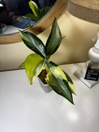 plant/Aglaonema Airport-3-thumbnail